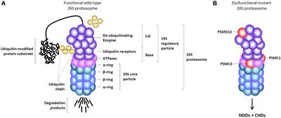 Exploring the origins of neurodevelopmental proteasomopathies associated with cardiac malformations: are neural crest cells central to certain pathological mechanisms?